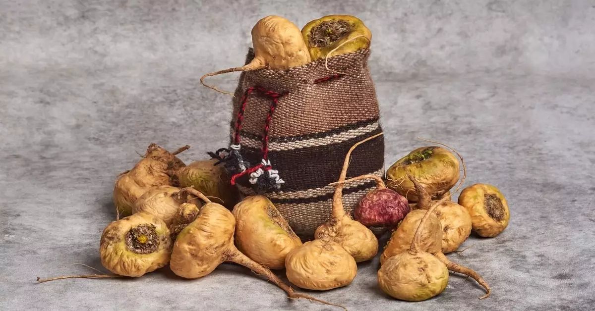 Maca peruana vermelha: Veja para que serve a Maca peruana vermelha